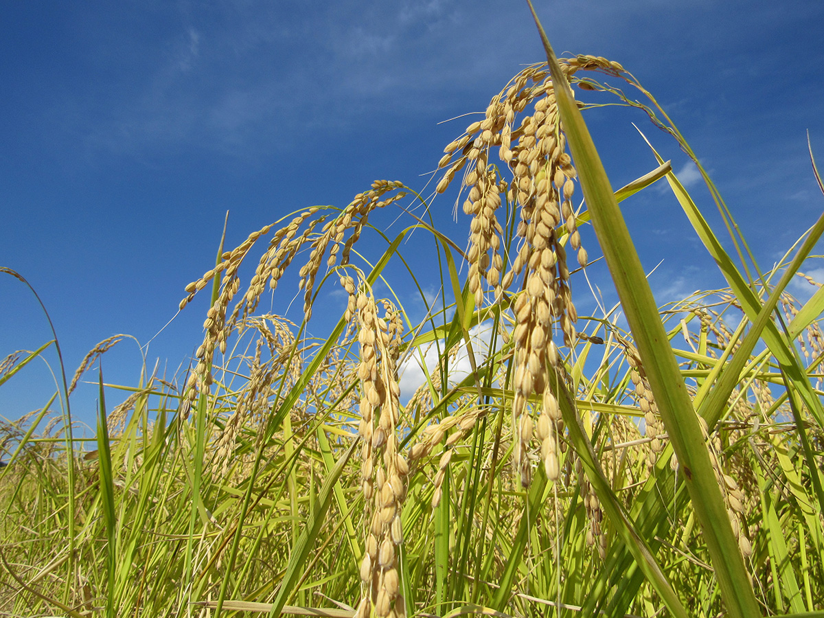 白磁隅入筒盃五客（隅切り 向付 酒器 筒坏 志野　古伊万里 鍋島） 白磁隅入筒盃五客（隅切り 向付 酒器 筒坏 志野 古伊万里 鍋島